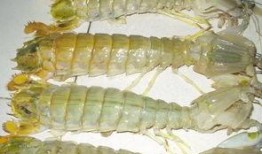 泉州甜虾爆料视频播放,揭秘美食背后的故事与魅力